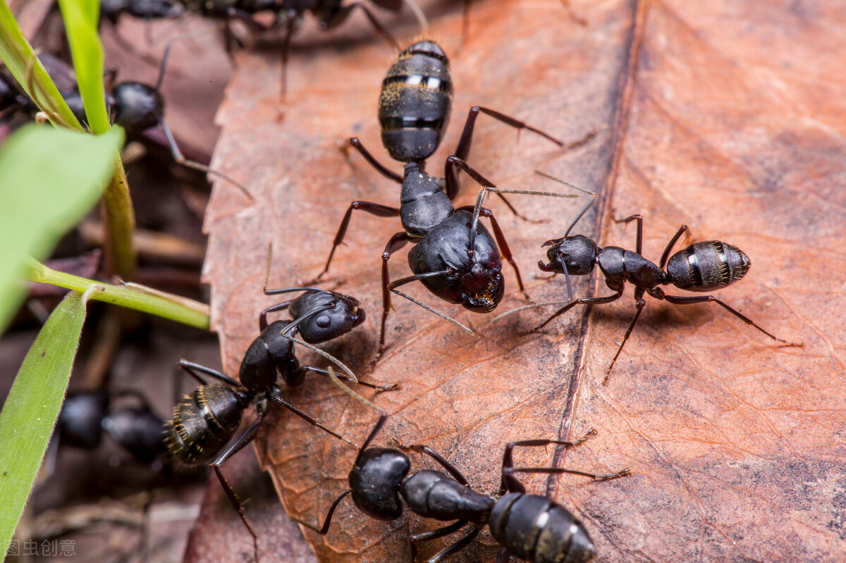 蚂蚁，不用支付的良药，你知道多少？