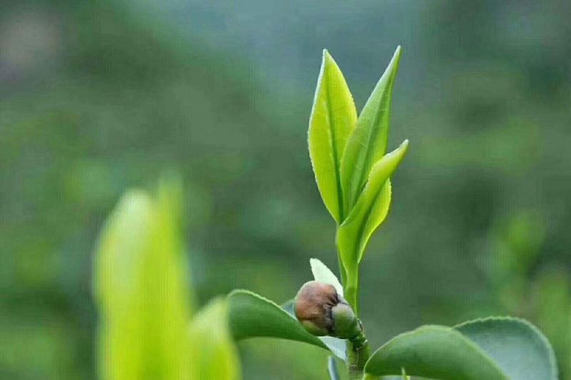 茶叶品种最多的国家