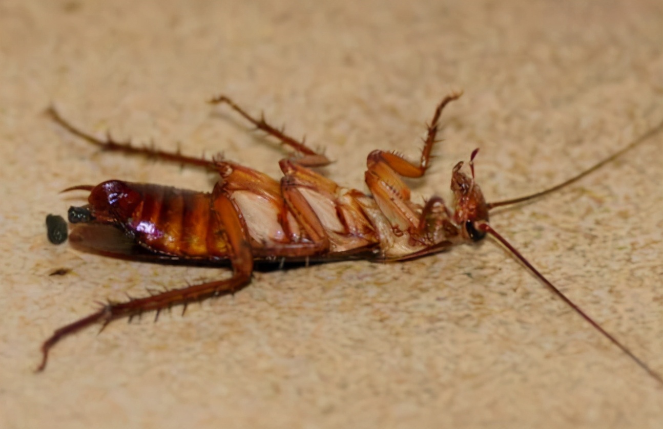 蟑螂为何被称为“打不死的小强”？原因有3，可别说，还真有道理