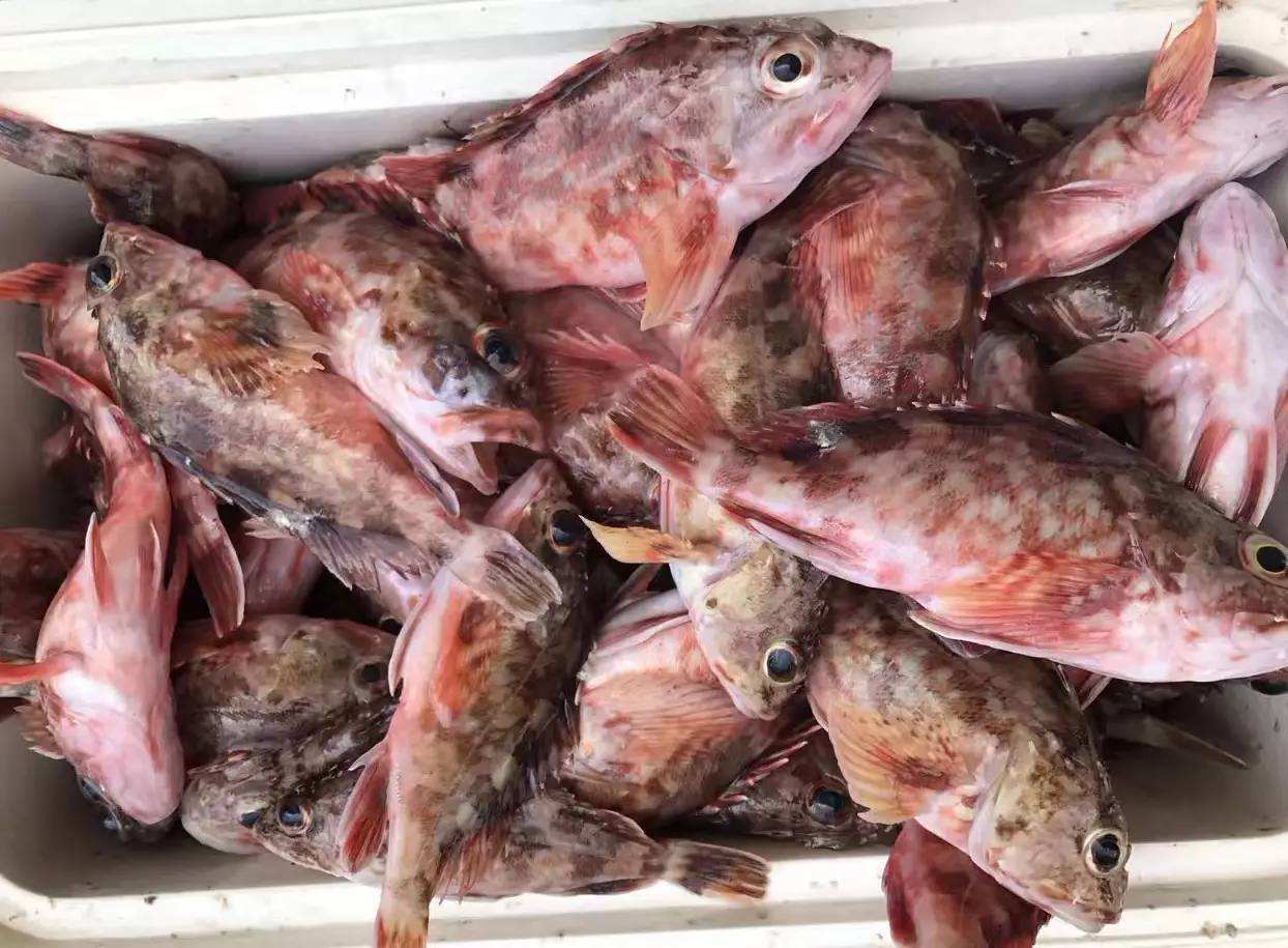 海鲜市场这7种鱼，人工养殖难度大，遇到买几条享受纯天然美味