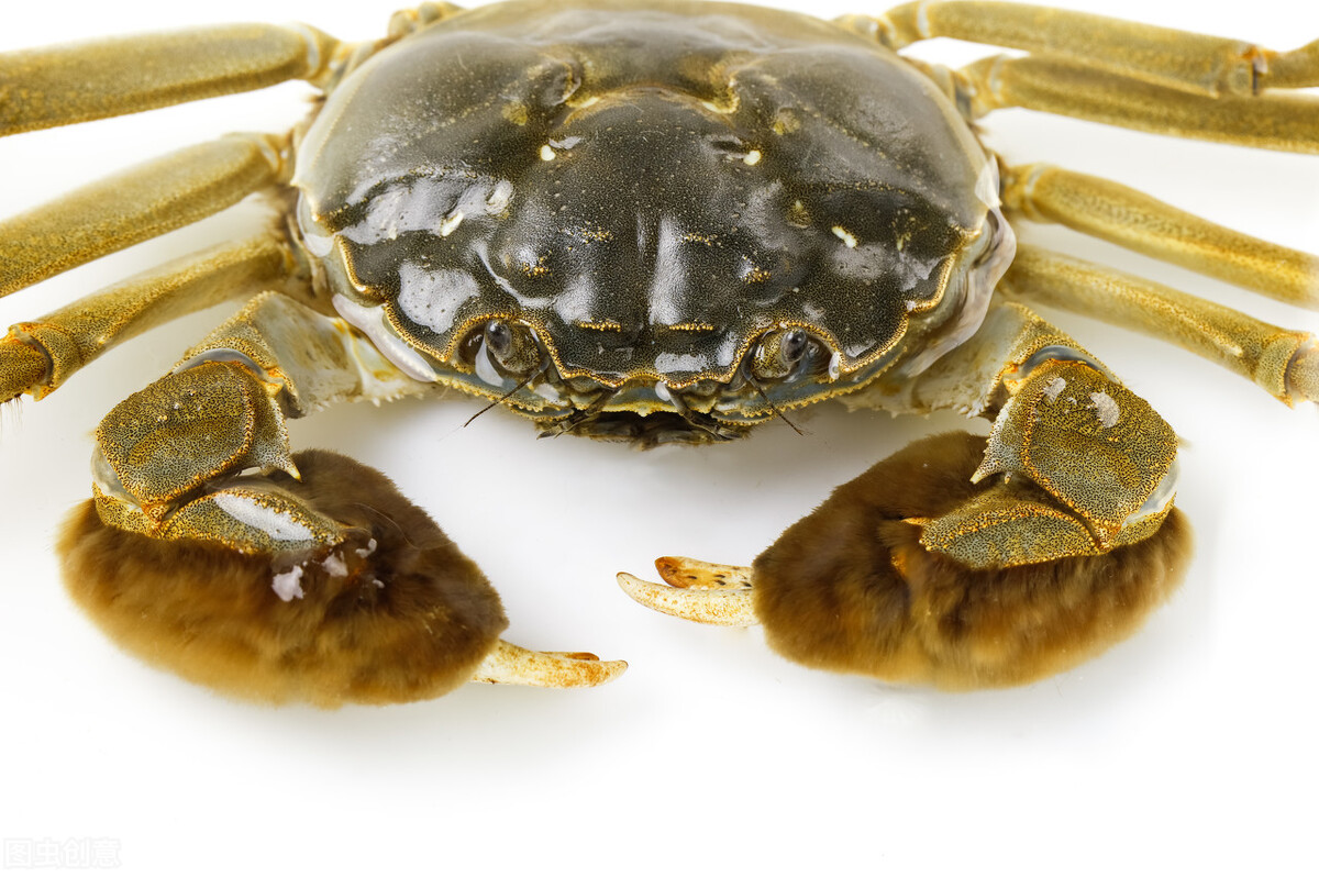 买螃蟹，公螃蟹和母螃蟹区别大，牢记3个挑选方法，个个膏肥满黄
