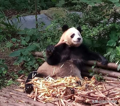 大熊猫的“超能力”：每天能吃60公斤，排便40次