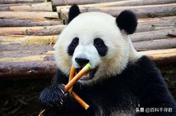 大熊猫的“超能力”：每天能吃60公斤，排便40次