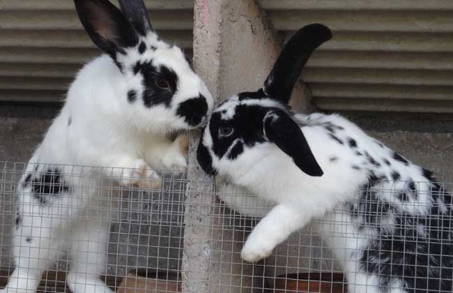 兔子的寿命有多长 兔子一般能活几年