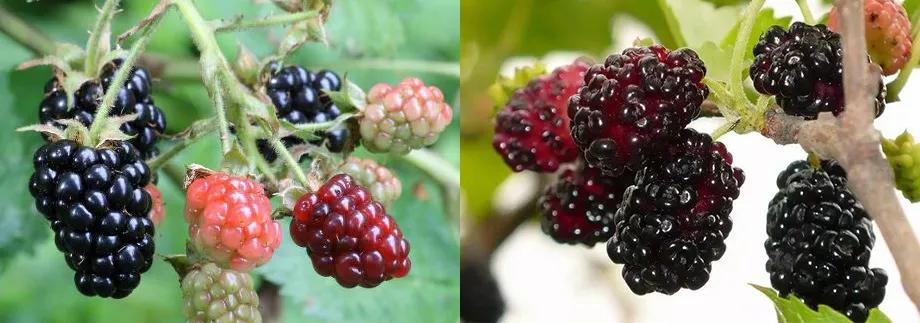 「黑莓」和「桑葚」，不要被外表骗了，区别还真挺大的