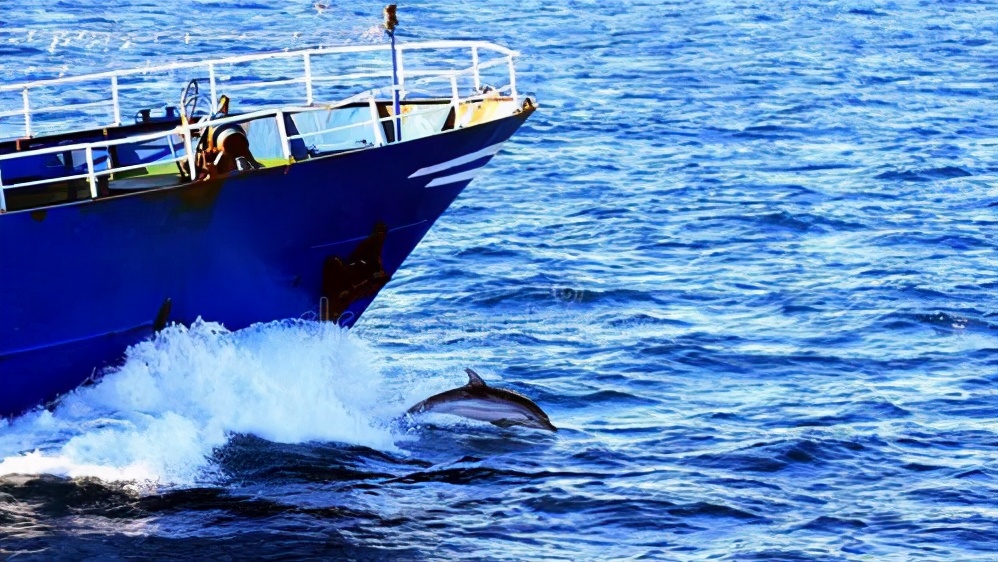 超越物种的友谊：为何海豚在大海里，不顾自身危险也要救助人类？