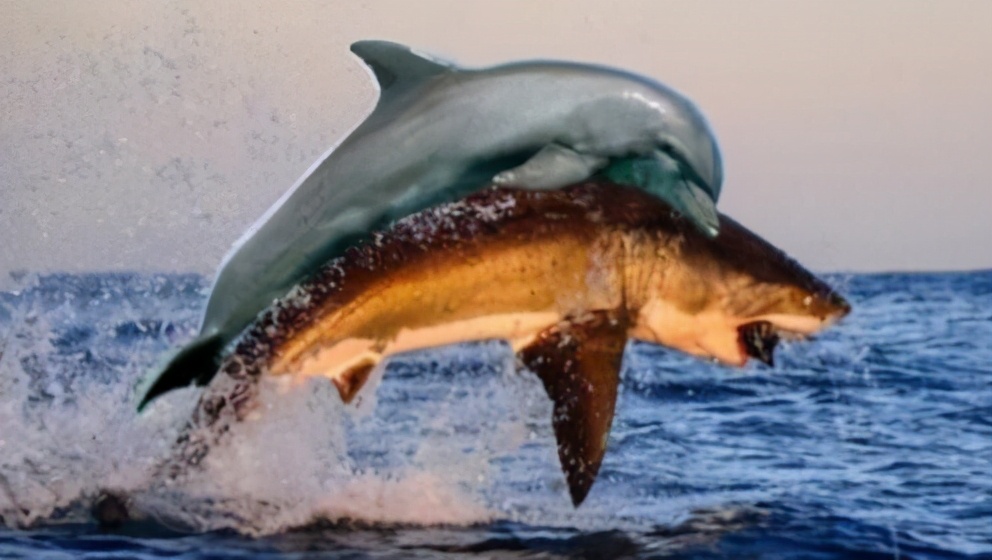 超越物种的友谊：为何海豚在大海里，不顾自身危险也要救助人类？