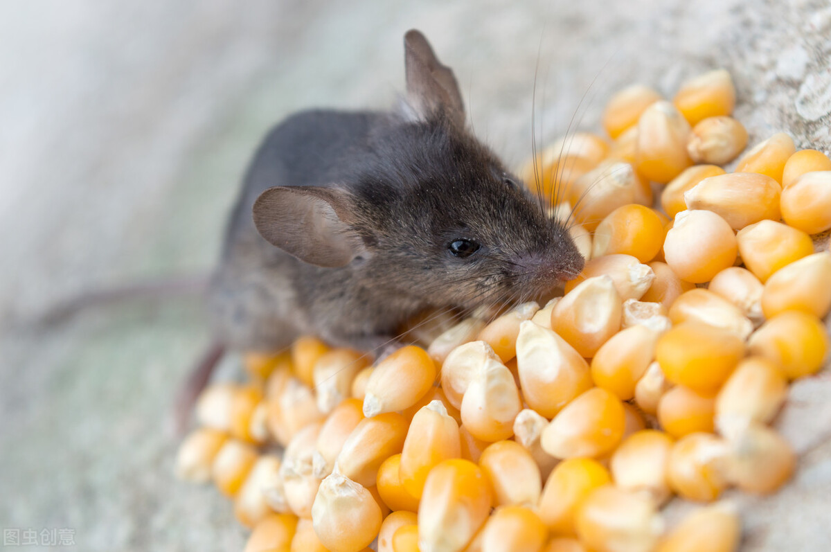 老鼠不吃东西能存活几天？不让它咬东西呢？了解三点习性很重要