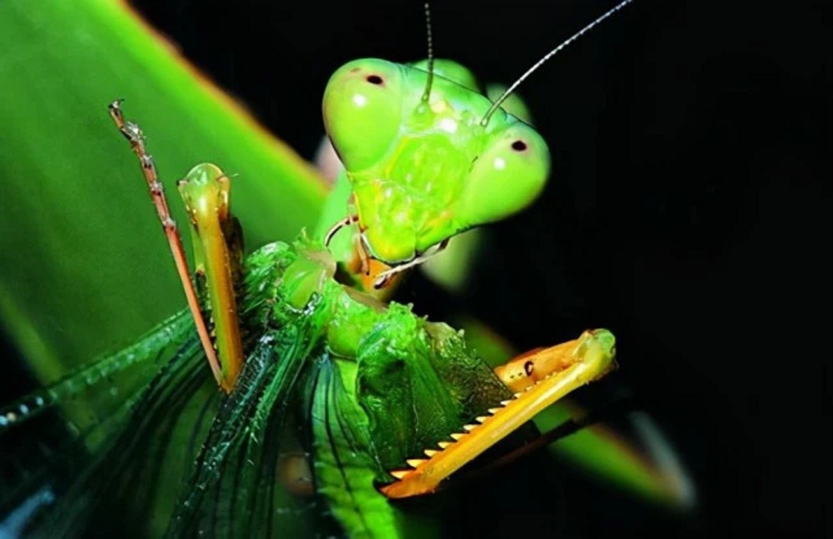 母螳螂吃自己的丈夫，真的是因为饿？为何雄性螳螂不反抗也不逃走
