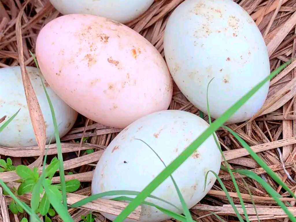 威海一农场攒了4万枚大雁蛋！比鸭蛋香嫩有营养，附美食菜谱一份