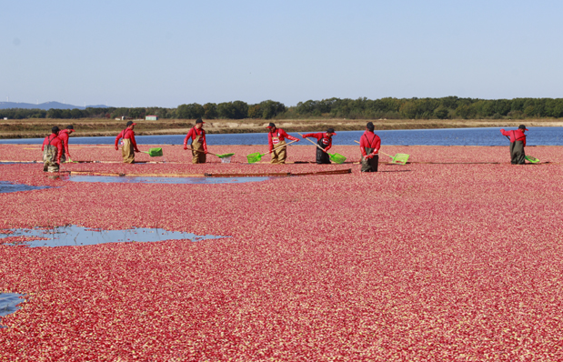 蔓越莓：常被人误认成进口货，国内种植多年，亩效益相当50亩水稻
