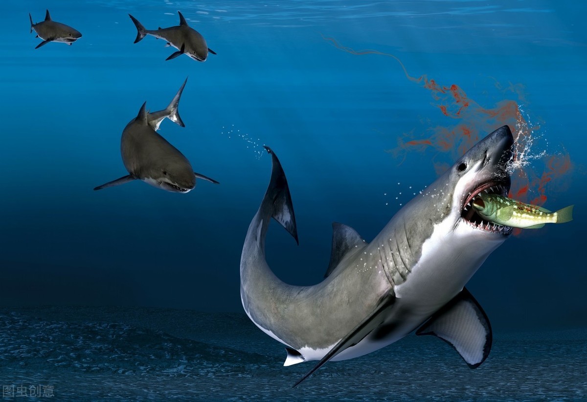 最凶猛的鱼类，发现更多有趣鲨鱼冷知识，你知道多少