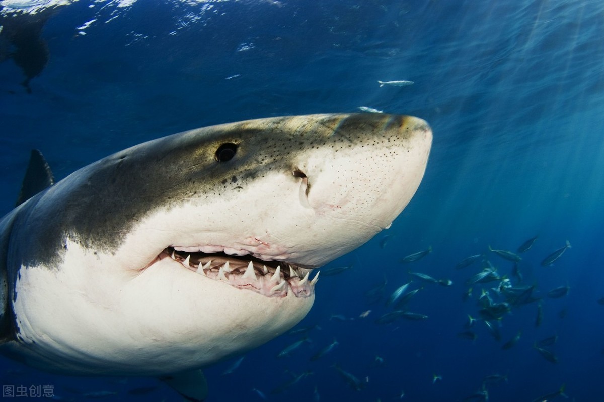 最凶猛的鱼类，发现更多有趣鲨鱼冷知识，你知道多少