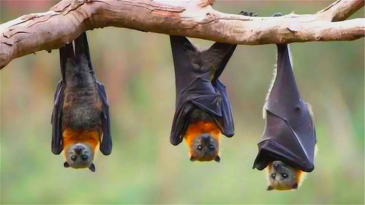 “毒王”蝙蝠：为什么偏偏喜欢倒挂着睡觉，不怕脑袋充血吗？