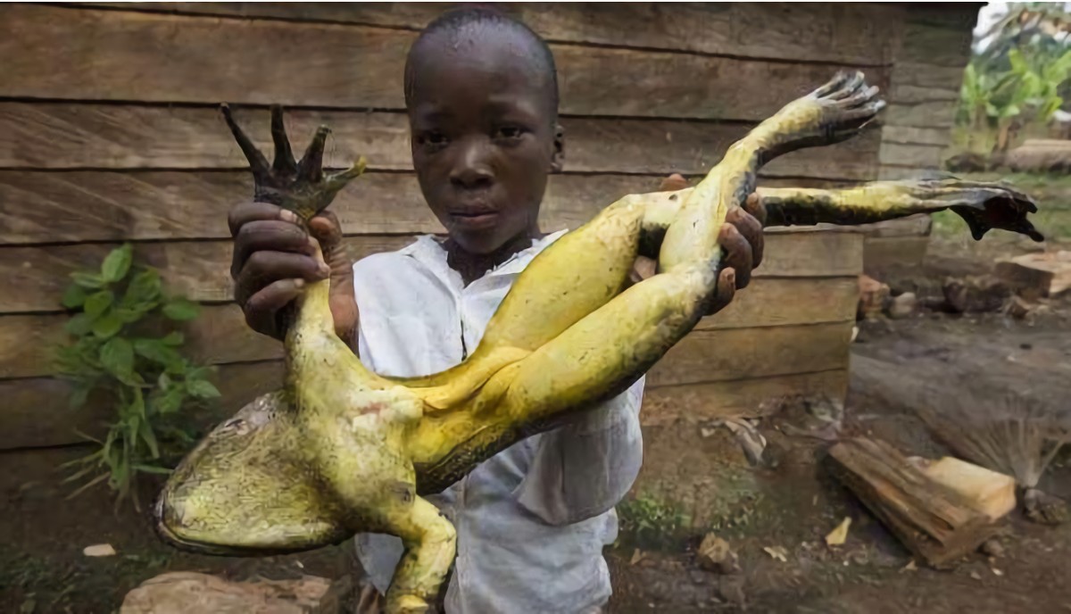 非洲巨蛙长约1米，蝌蚪有鹅蛋那么大，如今却被非洲人吃到快灭绝