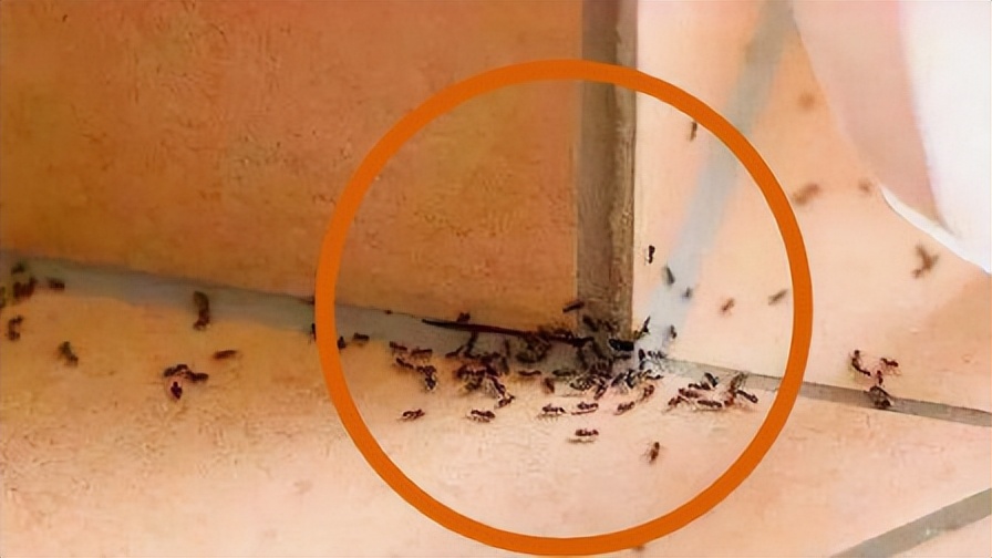 家里有蚂蚁，不用买杀虫剂也无需开水烫，这4个方法安全又好用