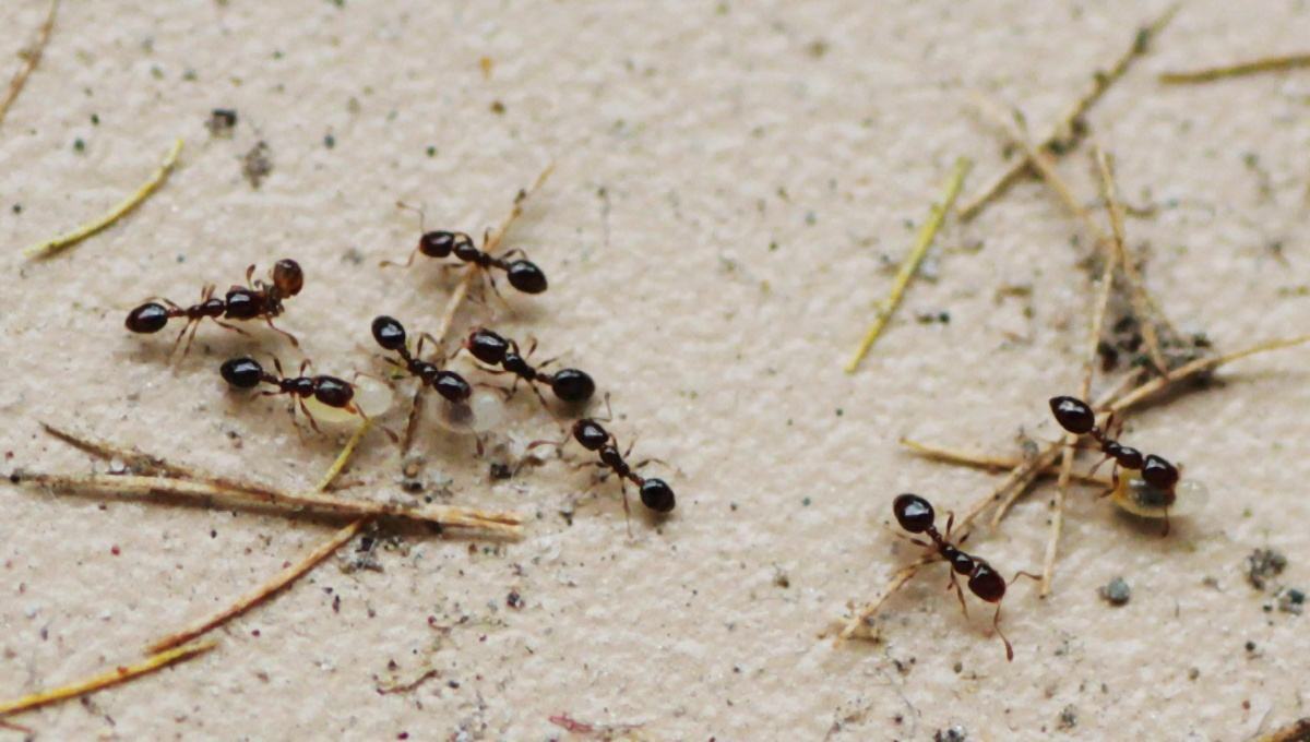 家里有蚂蚁，不用买杀虫剂也无需开水烫，这4个方法安全又好用