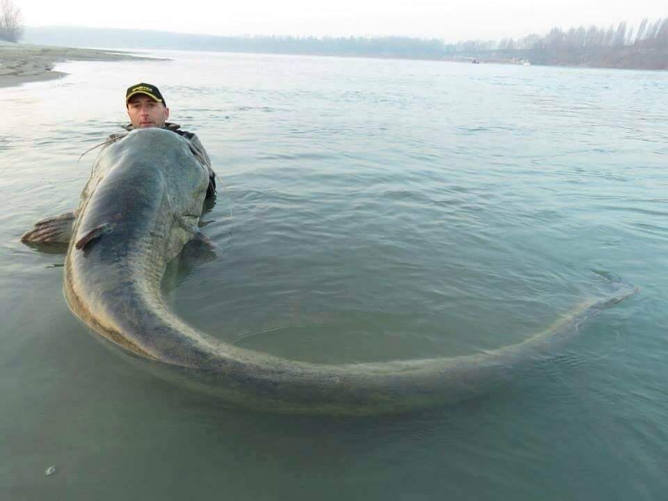 全球最大淡水鱼出水，躯体占地7平方米，重达600斤，形状十分奇特