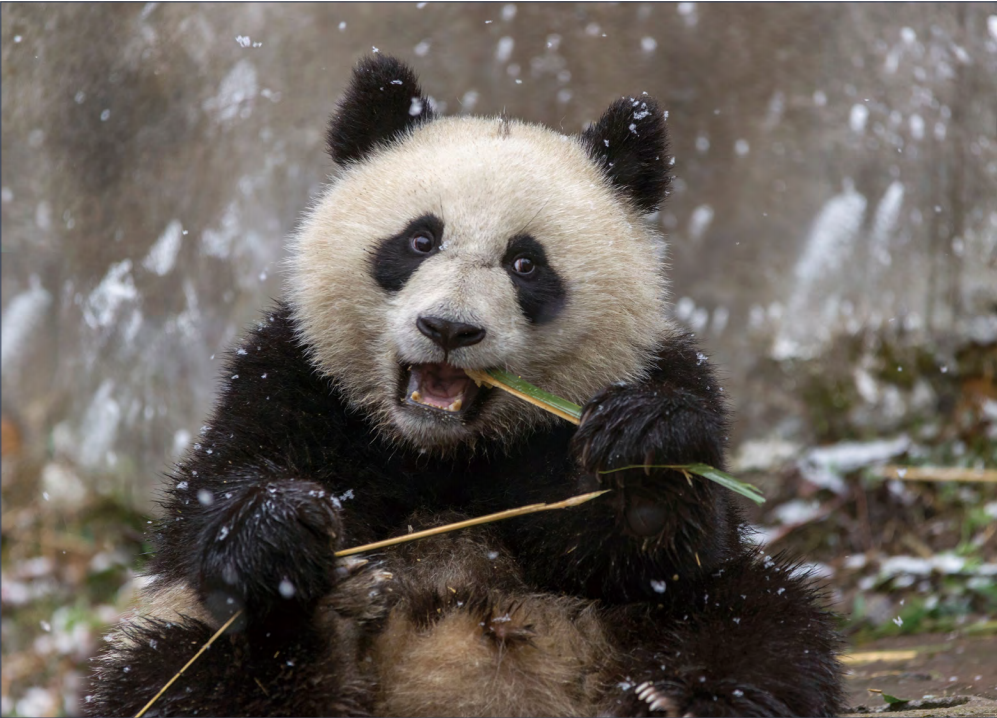 大熊猫请回答：你吃什么？