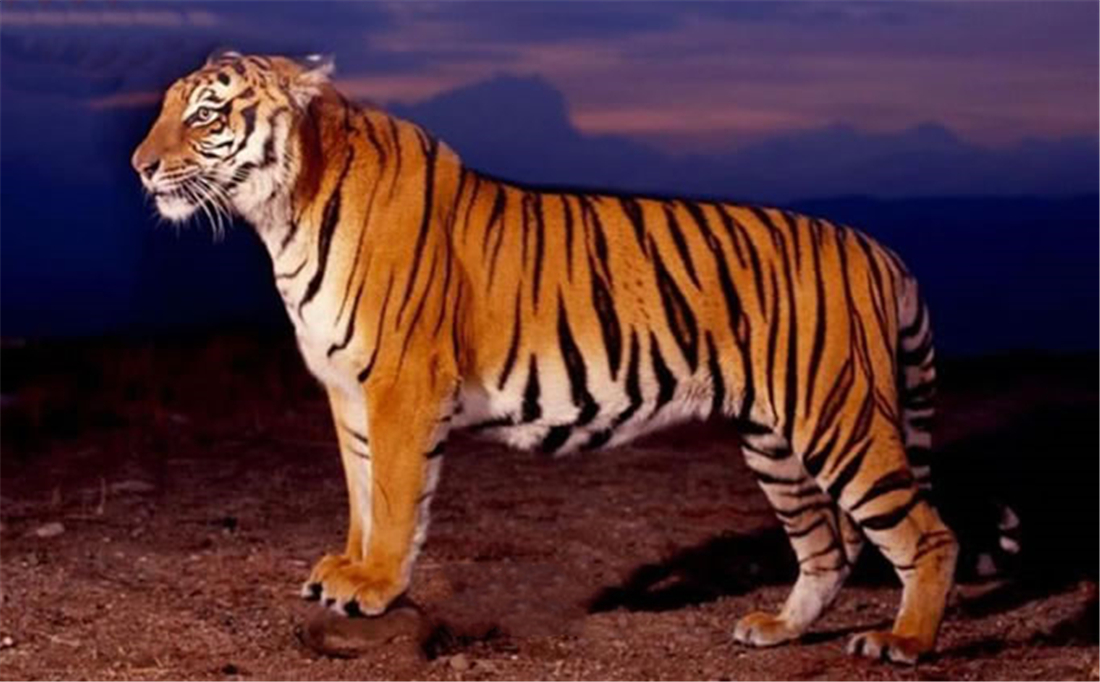 巴厘虎没有灭亡？比美洲豹小，仅东北虎1/2大，最爱吃鬣鹿