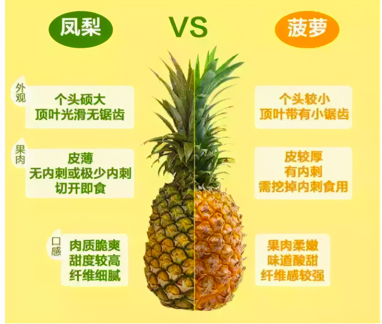 长达一年半的生长周期，一株只能结一个果，为何菠萝卖得并不贵？