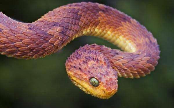 世界上最“神秘”的蛇：身上能够散发异香