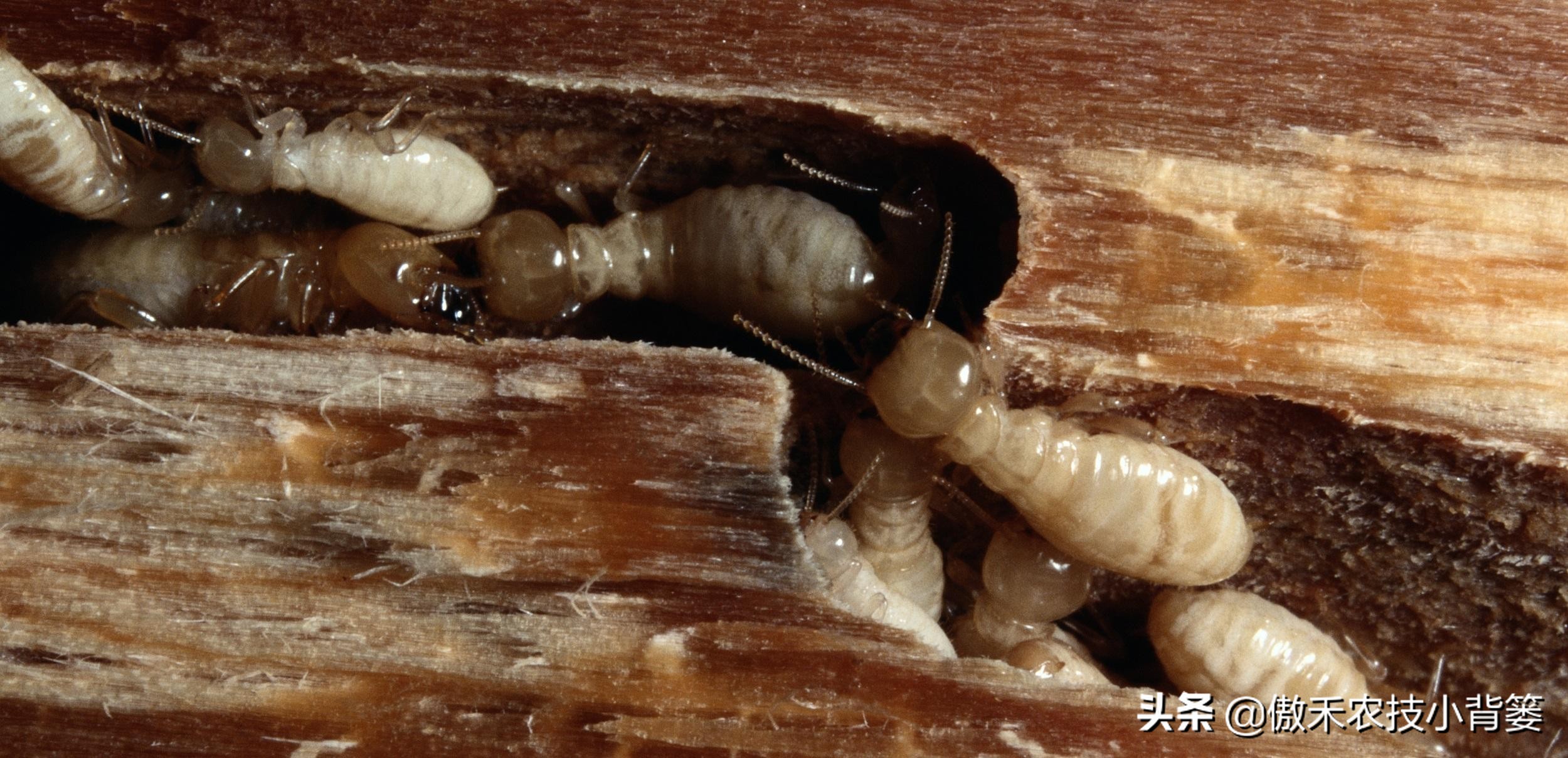白蚁个小危害大，夏季是白蚁高发期，怎么防治家里和地里的白蚁？