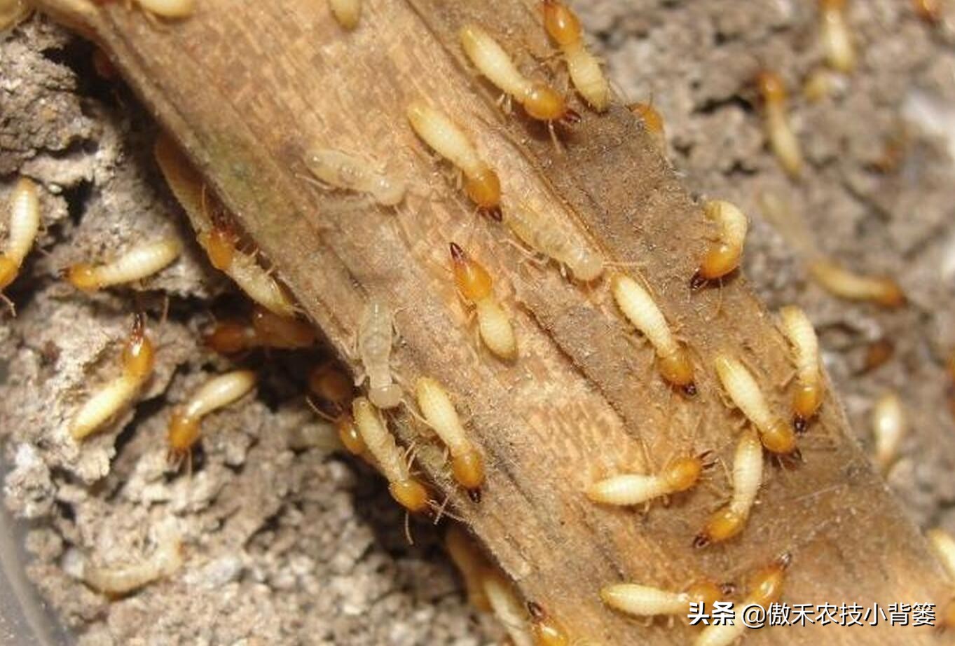 白蚁个小危害大，夏季是白蚁高发期，怎么防治家里和地里的白蚁？