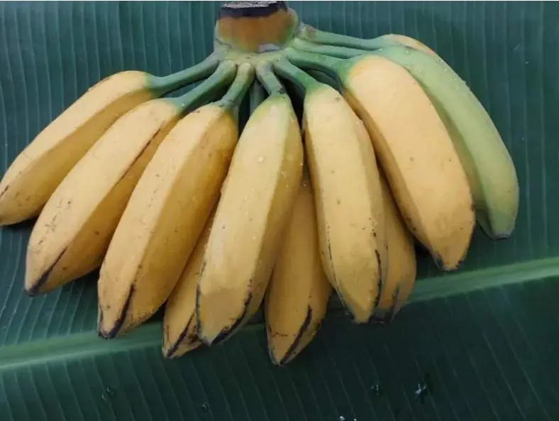 常见香蕉的区别与口感（不一定吃过，但一定见过）