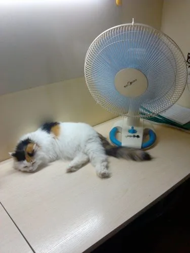 猫咪“怕热等级”，你家猫处于哪一层？