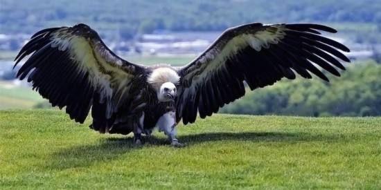 世界上最大的鹰是什么，（身高超过2米）双翼展开的长度为5至7米