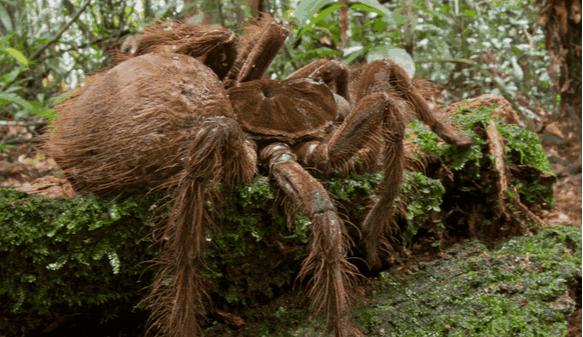 世界上最大的蜘蛛王有多大，专以鸟类为食