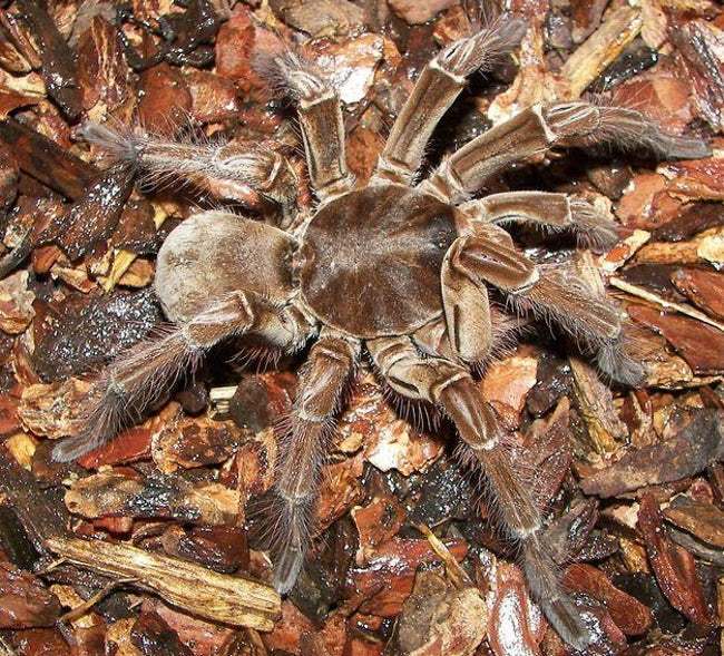世界上最大的蜘蛛王有多大，专以鸟类为食