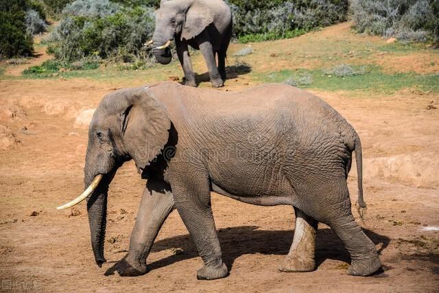 为什么要杀死大象才能取象牙，象牙为什么不能从老死的大象身上取？