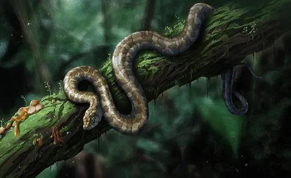 世界上最大的蛇是什么蛇，世界上最大的蛇盘点