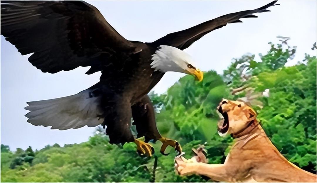 世界上最大的鹰是什么鹰，传闻以狮子为食