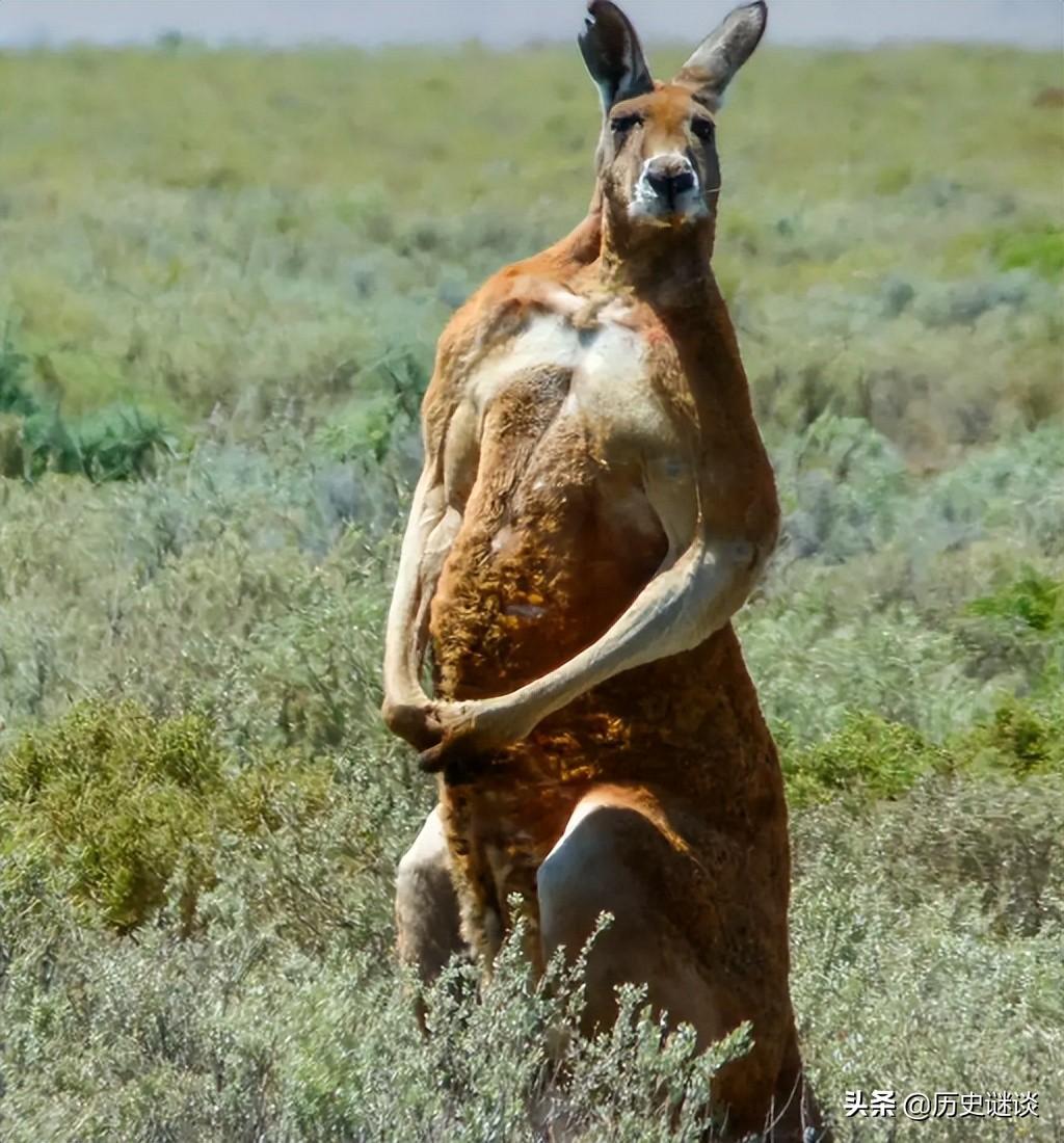 澳大利亚动物合集 澳大利亚特有的动物有哪些
