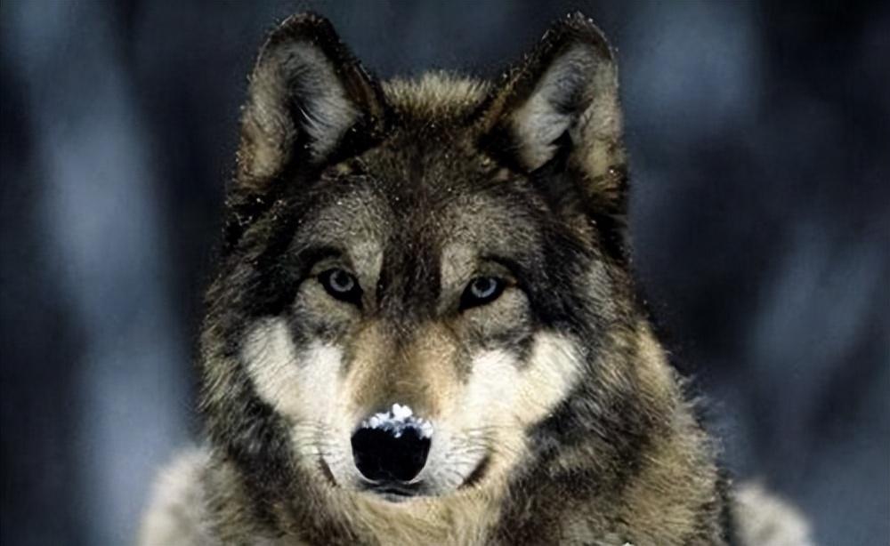 最大的狼有多大，体重为50-90公斤