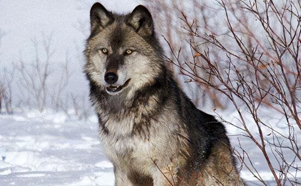 最大的狼有多大，体重为50-90公斤