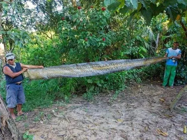 世界上最大的蛇是什么（有多大）