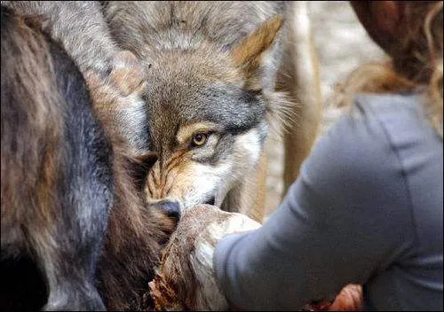 狼报复人事件：狼群的报复心极强