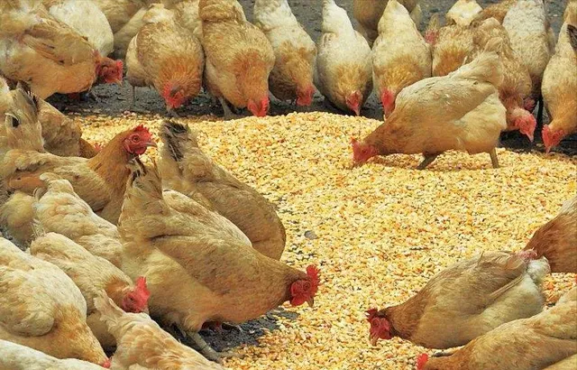 鸡不吃黄豆的原因是什么（鸡为什么不吃黄豆）