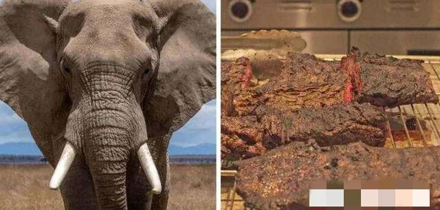 象肉好吃吗（非洲人吃不吃）