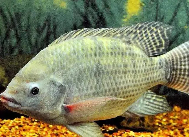 鱼的寿命最长能活多少年（为什么很少看见老死的鱼）