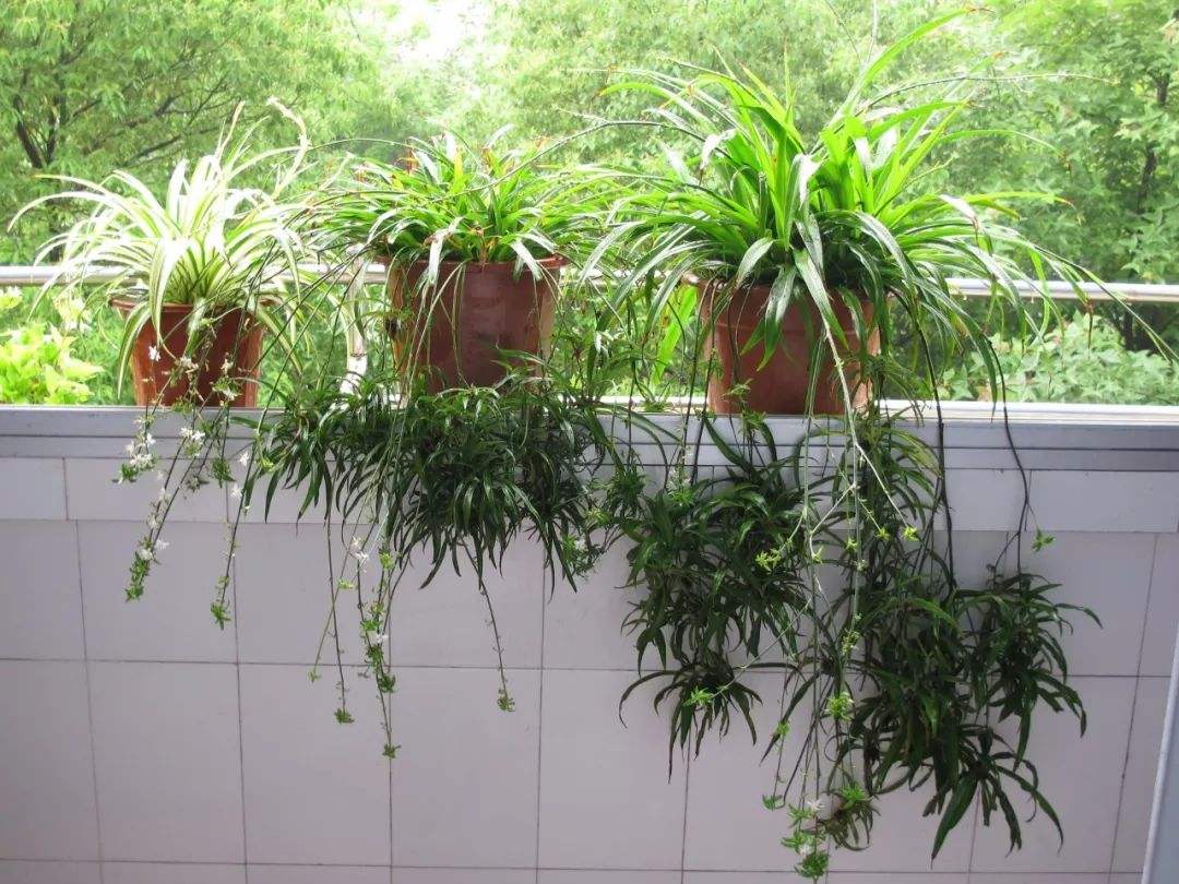 最适合室内种植的植物（主要有哪些）