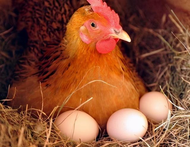 为什么母鸡不需要公鸡也可以下蛋？