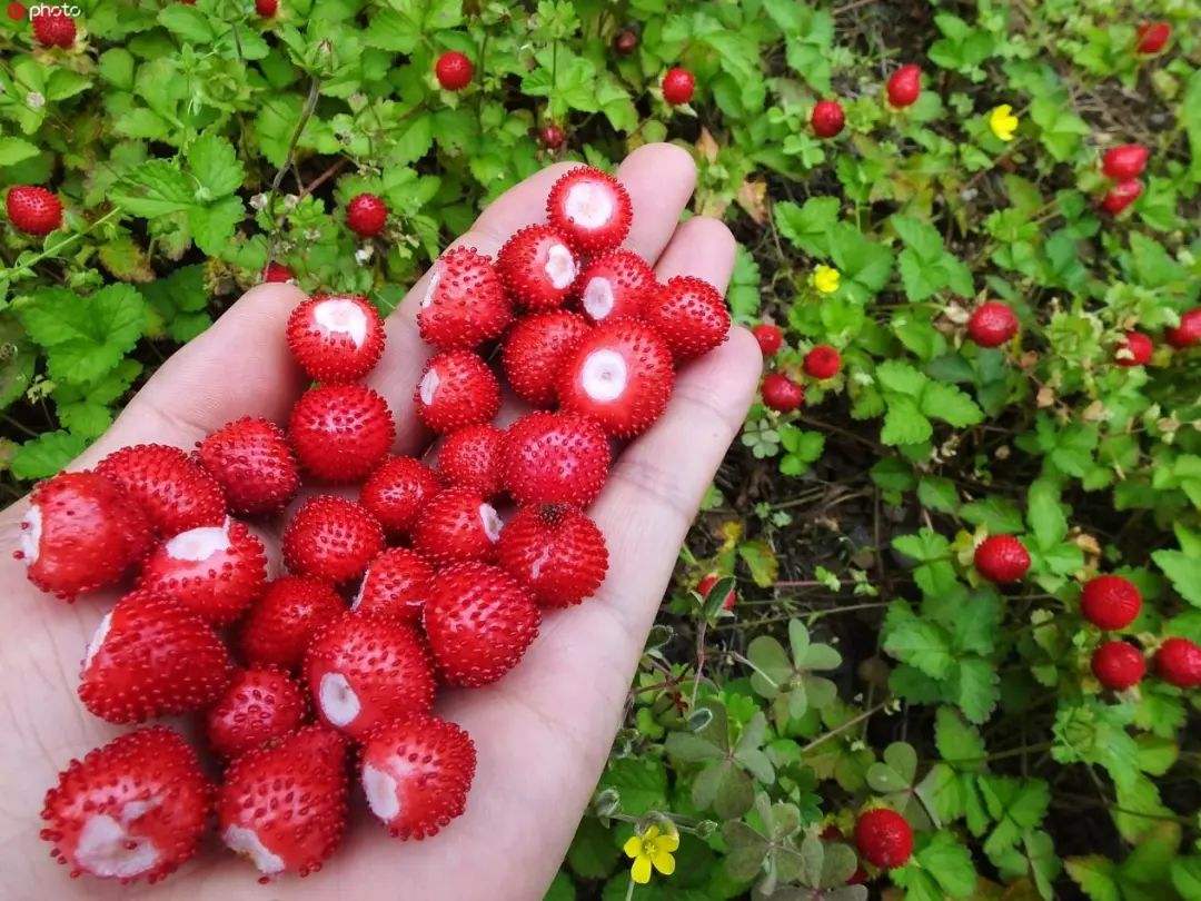蛇莓为什么不能多吃？
