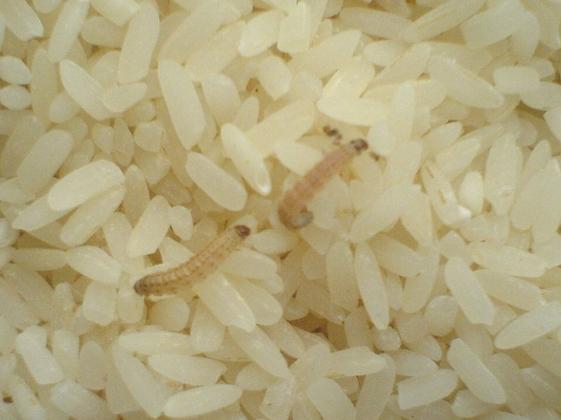 米放久了为什么会长虫子（它们是从哪来的）
