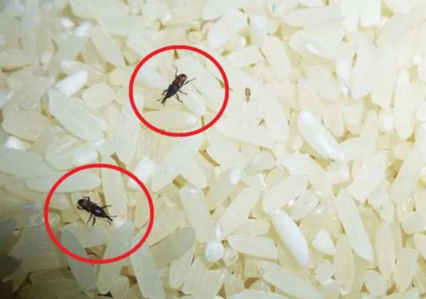 米放久了为什么会长虫子（它们是从哪来的）
