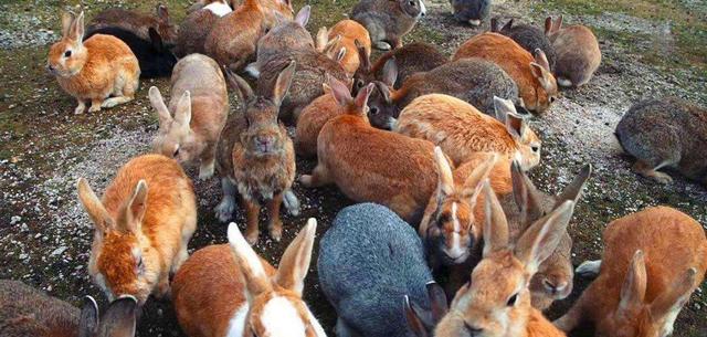 澳大利亚野兔泛滥成灾的原因（兔子真的吃不完完吗）